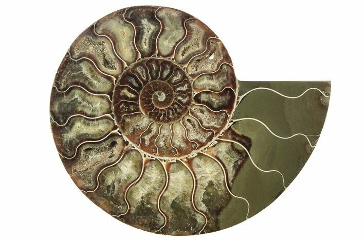 Cut & Polished Ammonite Fossil (Half) - Madagascar #223212